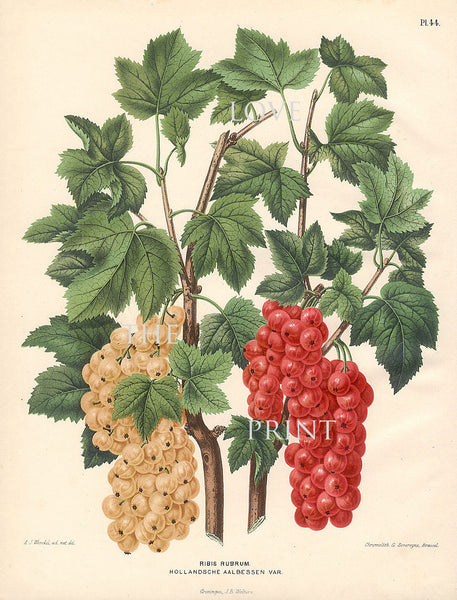 BOTANICAL PRINT Wendel  Botanical Art Print 12 Beautiful White Currant Berries Garden Plant to Frame Interior Decoration Room Design