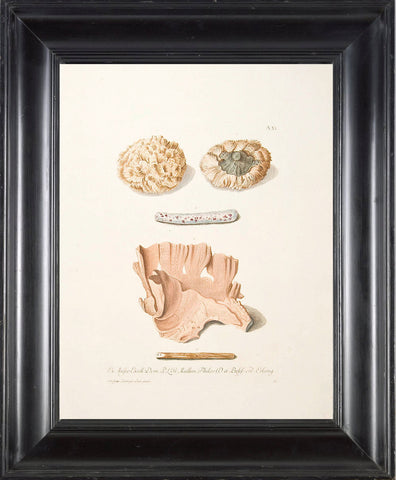 CORAL PRINT KNORR  Art Print 3 Beautiful Antique Corals to Frame Marine Sea Ocean Nature Natural Science