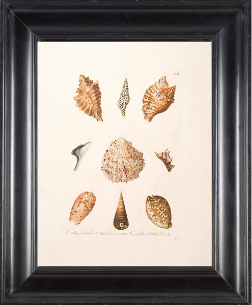 SHELL PRINT KNORR  Art Print 4 Beautiful Antique Shells to Frame Marine Sea Ocean Nature Natural Science