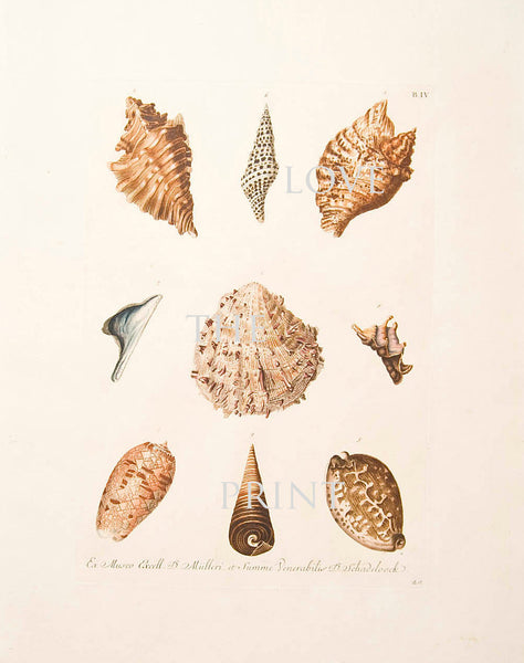 SHELL PRINT KNORR  Art Print 4 Beautiful Antique Shells to Frame Marine Sea Ocean Nature Natural Science