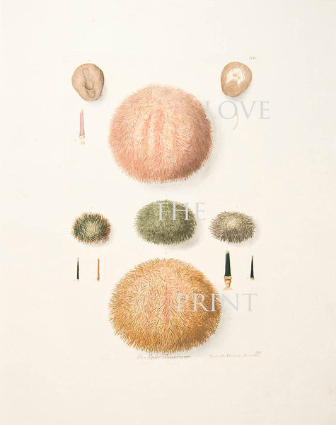 SEA URCHIN Print KNORR  Art Print 5 Beautiful Antique Sea Urchins to Frame Marine Sea Ocean Nature Natural Science