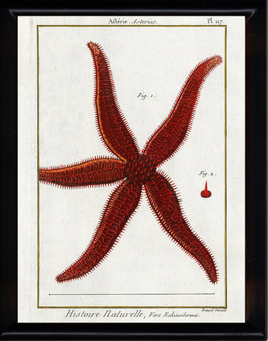 SEA STAR PRINT Lamarck Marine  Art Print 1 Beautiful Antique Red Seastar Home Decor to Frame Sea Ocean Nature Natural Science