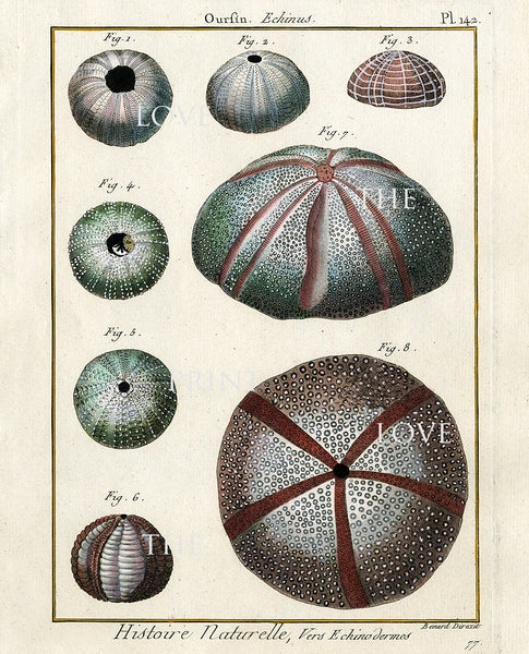 SEA URCHIN PRINT Lamarck Marine  Art Print 4 Beautiful Antique Sea Urchins Home Decor to Frame Sea Ocean Nature Natural Science