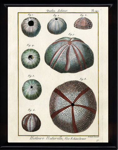 SEA URCHIN PRINT Lamarck Marine  Art Print 4 Beautiful Antique Sea Urchins Home Decor to Frame Sea Ocean Nature Natural Science