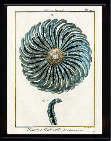 MARINE PRINT Lamarck Marine  Art Print 5 Beautiful Antique Blue Afterie Asterias Home Decor to Frame Sea Ocean Nature Natural Science