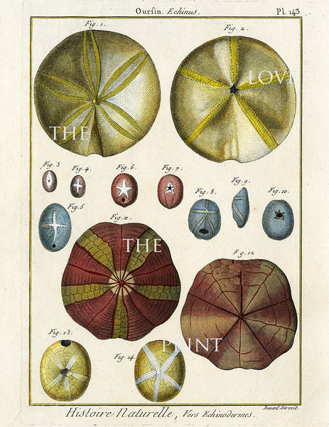 SAND DOLLAR PRINT Lamarck Marine  Art Print 10 Beautiful Antique Sand Dollars Home Decor to Frame Sea Ocean Nature Natural Science