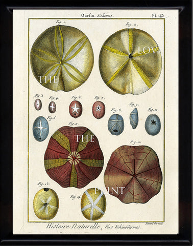 SAND DOLLAR PRINT Lamarck Marine  Art Print 10 Beautiful Antique Sand Dollars Home Decor to Frame Sea Ocean Nature Natural Science