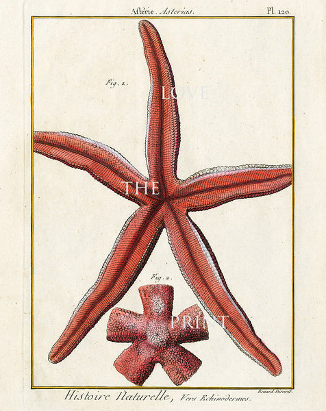 SEASTAR STARFISH PRINT Lamarck Marine  Art Print 2 Beautiful Antique Red Sea Star to Frame Sea Ocean Nature Natural Science