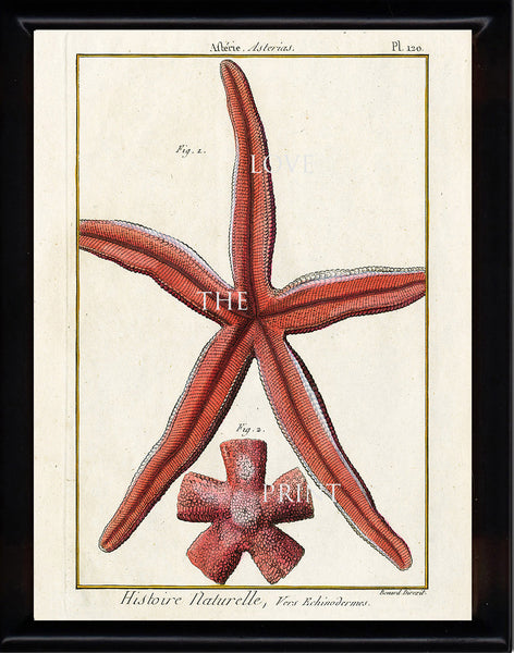 SEASTAR STARFISH PRINT Lamarck Marine  Art Print 2 Beautiful Antique Red Sea Star to Frame Sea Ocean Nature Natural Science