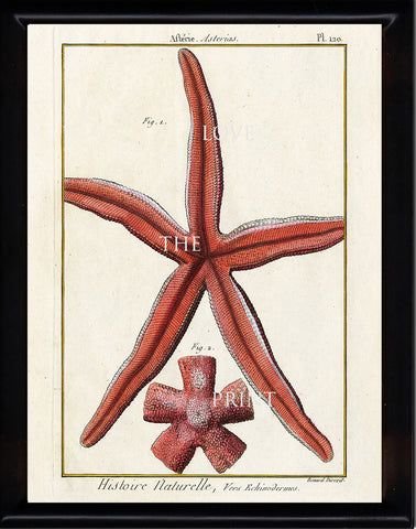 SEASTAR STARFISH PRINT Lamarck Marine  Art Print 2 Beautiful Antique Red Sea Star to Frame Sea Ocean Nature Natural Science