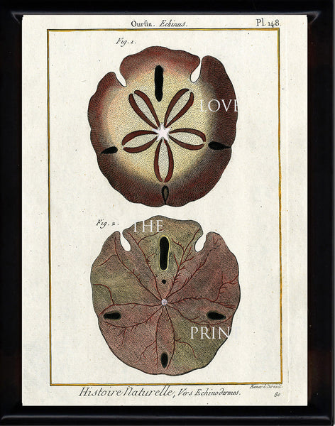 SAND DOLLAR PRINT Lamarck Marine  Art Print 8 Beautiful Antique Sand Dollar to Frame Sea Ocean Nature Natural Science
