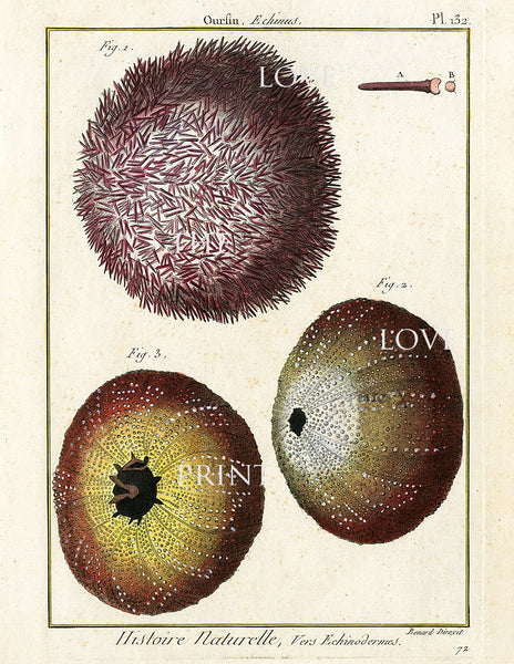 SEA URCHIN PRINT Lamarck Marine  Art Print 12 Beautiful Antique Sea Urchins Purple Yellow Ivory  Home Decor Sea Ocean Nature