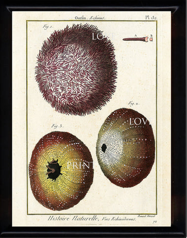 SEA URCHIN PRINT Lamarck Marine  Art Print 12 Beautiful Antique Sea Urchins Purple Yellow Ivory  Home Decor Sea Ocean Nature