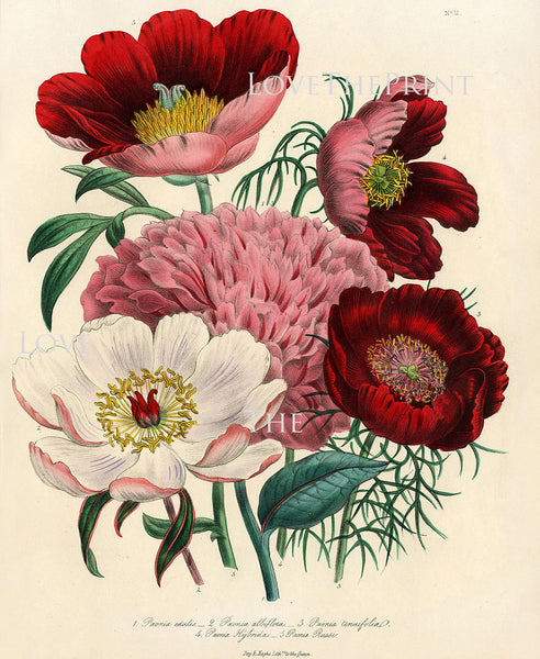 BOTANICAL PRINT Loudon Flower  Botanical Art Print 1 Beautiful Peony Peonies Bouquet Paeonia albilflora Pink White Red Spring Garden