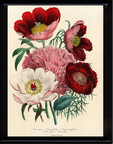BOTANICAL PRINT Loudon Flower  Botanical Art Print 1 Beautiful Peony Peonies Bouquet Paeonia albilflora Pink White Red Spring Garden