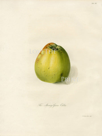 FRUIT PRINT  Botanical Art Print 16 Antique Horticultural Society Beautiful Spring Grove Codlin Apple Print Home Wall Decoration