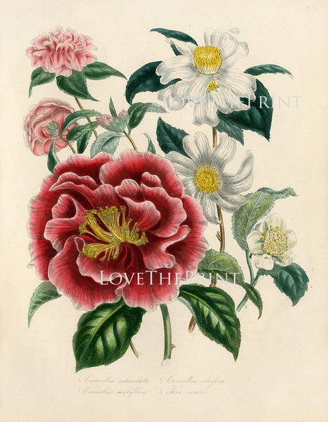 BOTANICAL PRINT Loudon Flower  Botanical Art Print 2 Beautiful Antique Camellia Maliflora Vase Bouquet White Red Spring Garden
