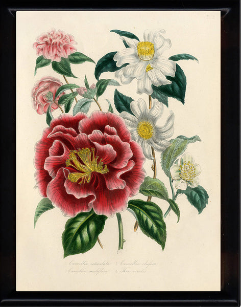 BOTANICAL PRINT Loudon Flower  Botanical Art Print 2 Beautiful Antique Camellia Maliflora Vase Bouquet White Red Spring Garden