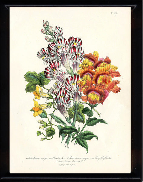BOTANICAL PRINT Loudon Flower  Botanical Art Print 72 Beautiful Antique Antirrhinum Majus Bouquet in Orange Red White Garden