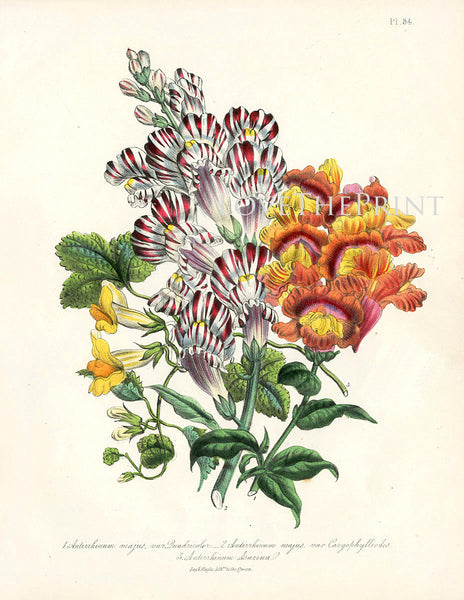 BOTANICAL PRINT Loudon Flower  Botanical Art Print 72 Beautiful Antique Antirrhinum Majus Bouquet in Orange Red White Garden