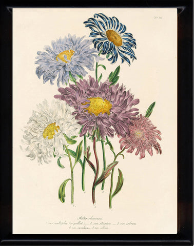 BOTANICAL PRINT Loudon Flower  Botanical Art Print 26 Beautiful Antique China Aster White Purple Violet Garden
