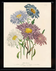 BOTANICAL PRINT Loudon Flower  Botanical Art Print 26 Beautiful Antique China Aster White Purple Violet Garden