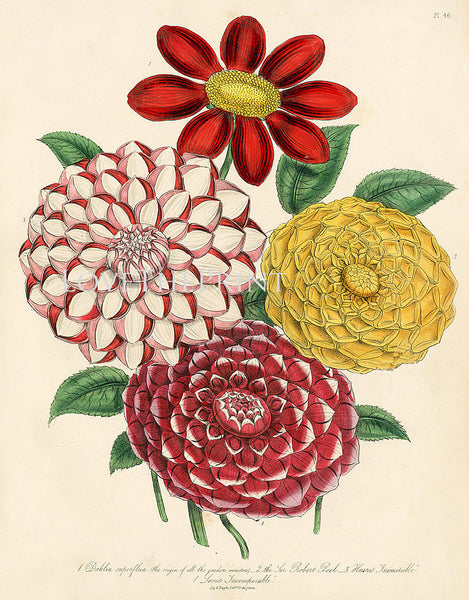 BOTANICAL PRINT Loudon Flower  Botanical Art Print 41 Beautiful Antique Sir Robert Peel Flowers to Frame