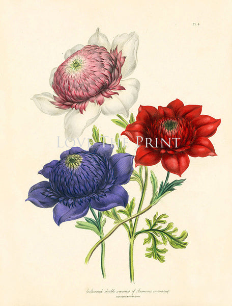 BOTANICAL PRINT Loudon Flower  Botanical Art Print 54 Beautiful Antique Anemone Red Pink Violet Flowers to Frame