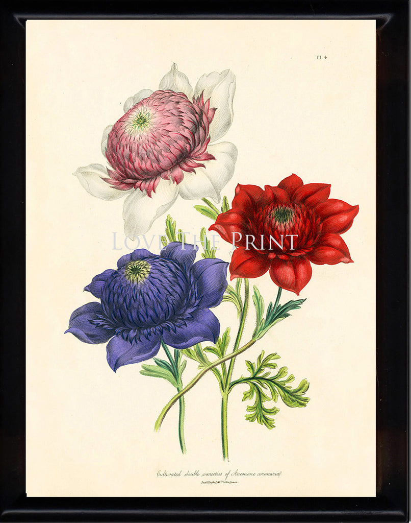 BOTANICAL PRINT Loudon Flower  Botanical Art Print 54 Beautiful Antique Anemone Red Pink Violet Flowers to Frame