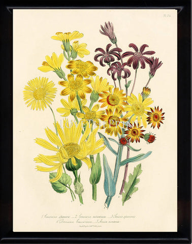 BOTANICAL PRINT Loudon Flower  Botanical Art Print 50 Beautiful Yellow Daisy Sunflower Flowers to Frame