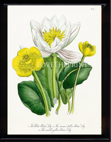 BOTANICAL PRINT Loudon Flower  Botanical Art Print 76 Beautiful Antique White Water Lily Flowers to Frame