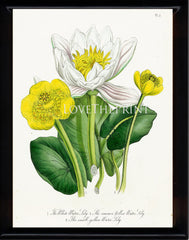 BOTANICAL PRINT Loudon Flower  Botanical Art Print 76 Beautiful Antique White Water Lily Flowers to Frame