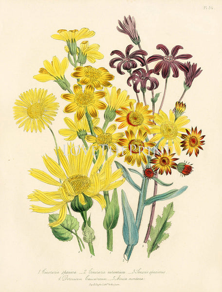 BOTANICAL PRINT Loudon Flower  Botanical Art Print 50 Beautiful Yellow Daisy Sunflower Flowers to Frame