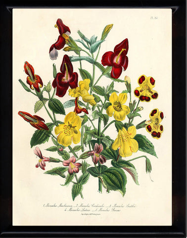 BOTANICAL PRINT Loudon Flower  Botanical Art Print 75 Beautiful Antique Mumilus Spring Summer Garden Flowers to Frame