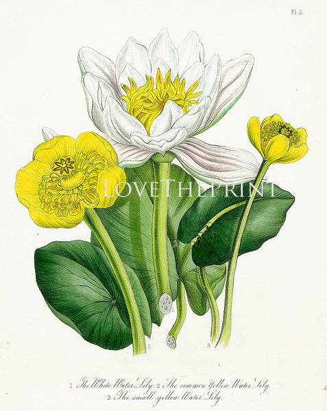 BOTANICAL PRINT Loudon Flower  Botanical Art Print 76 Beautiful Antique White Water Lily Flowers to Frame