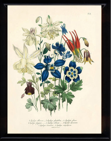 BOTANICAL PRINT Loudon Flower  Botanical Art Print 64 Beautiful Blue Antique Aquilegia Skinneri Flowers Garden