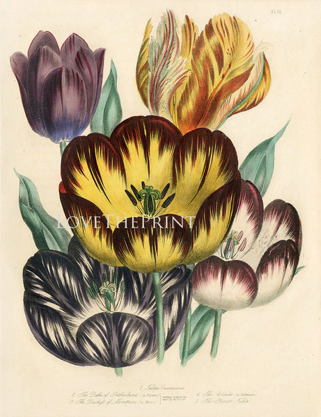 BOTANICAL PRINT Loudon Flower  Botanical Art Print 13 Beautiful Antique Parrot Tulip Flowers Garden