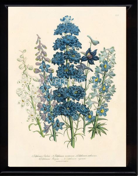BOTANICAL PRINT Loudon Flower  Botanical Art Print 61 Beautiful Blue Antique Delphinium Flowers Garden