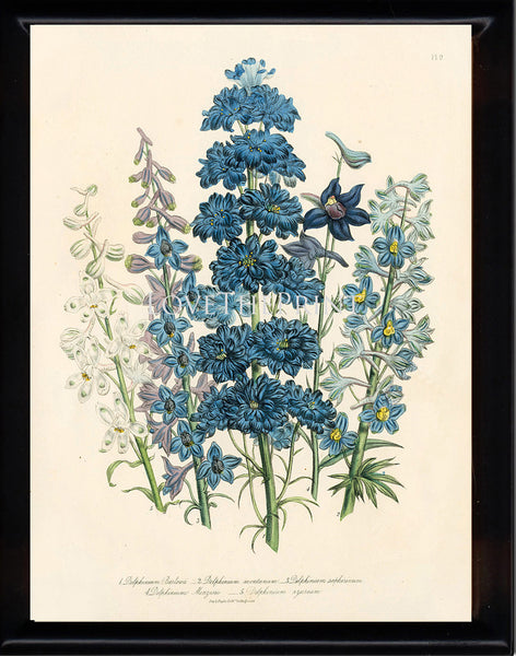 BOTANICAL PRINT Loudon Flower  Botanical Art Print 61 Beautiful Blue Antique Delphinium Flowers Garden