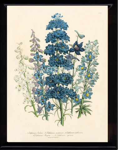 BOTANICAL PRINT Loudon Flower  Botanical Art Print 61 Beautiful Blue Antique Delphinium Flowers Garden