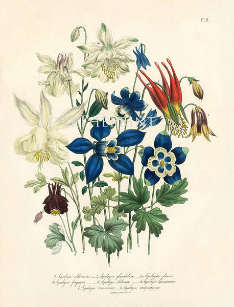BOTANICAL PRINT Loudon Flower  Botanical Art Print 64 Beautiful Blue Antique Aquilegia Skinneri Flowers Garden
