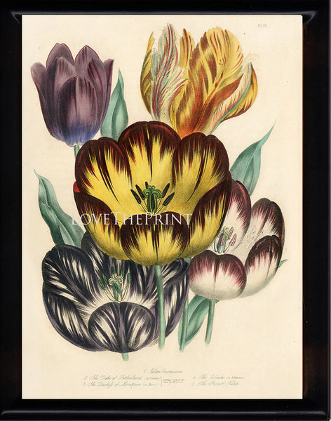 BOTANICAL PRINT Loudon Flower  Botanical Art Print 13 Beautiful Antique Parrot Tulip Flowers Garden