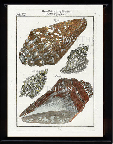 SHELL PRINT MARTINI  Art Print 1 Beautiful Antique Alatae Shells Sea Ocean Nature to Frame Home Decoration Wall Hanging