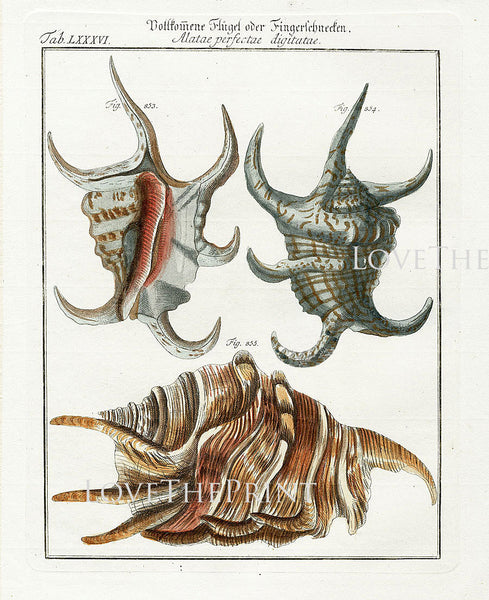 SHELL PRINT MARTINI  Art Print 3 Beautiful Antique Alatae Shells Sea Ocean Nature to Frame Home Decoration Seashell