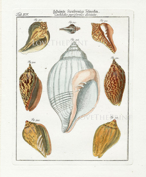 SHELL PRINT MARTINI  Art Print 4 Beautiful Antique Cochlides Shells Sea Ocean Nature to Frame Home Decoration Seashell