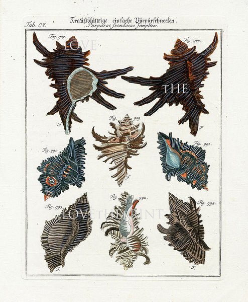 SHELL PRINT MARTINI  Art Print 6 Beautiful Antique Purpurae Shells Sea Ocean Nature to Frame Home Decoration Seashell