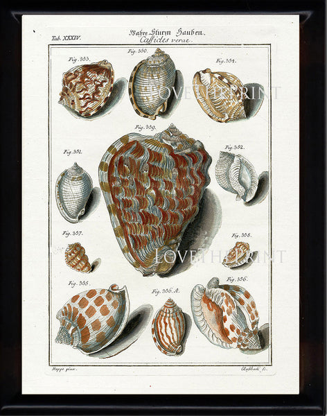 SHELL PRINT MARTINI  Art Print 2 Beautiful Antique Cassicles Shells Sea Ocean Nature to Frame Home Decoration Seashell