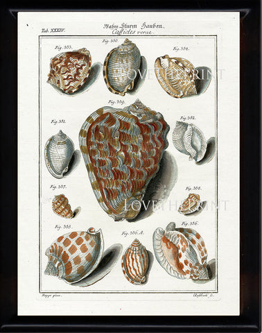 SHELL PRINT MARTINI  Art Print 2 Beautiful Antique Cassicles Shells Sea Ocean Nature to Frame Home Decoration Seashell