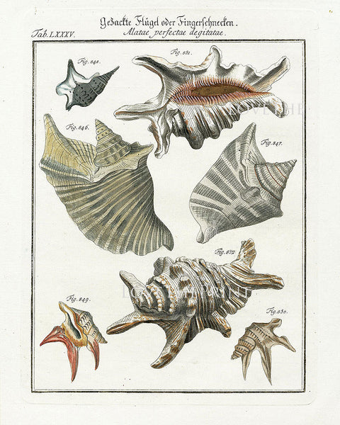 SHELL PRINT MARTINI  Art Print 5 Beautiful Antique Alatae Shells  Sea Ocean Nature to Frame Home Decoration Seashell