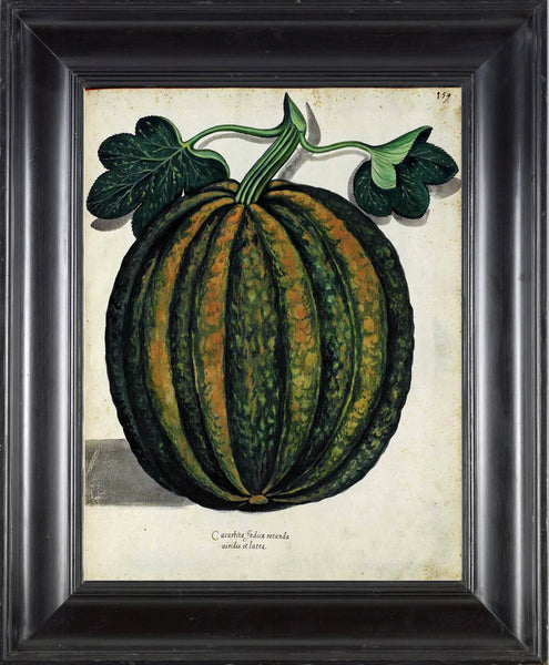 ITALIAN VEGETABLE Garden Aldrovandi  Botanical Art Print 1 Antique Beautiful Pumpkin Summer Plants Home Wall Decoration